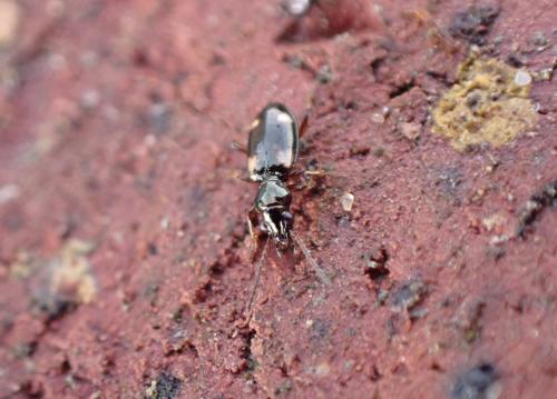 Réf. 294 444 : Bembidion quadrimaculatum